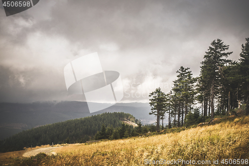 Image of Hillside with golden grass and a forest further down