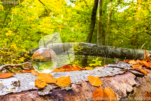 Image of Crystal ball on a wooden log in a forest