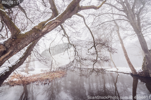 Image of Branches hanging over a river in the winter