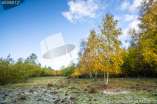 Image of Autumn colors on birch trees under a blue sky