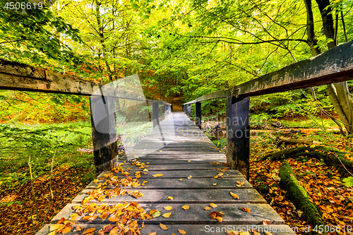 Image of Long wooden bridge in a forest with green trees