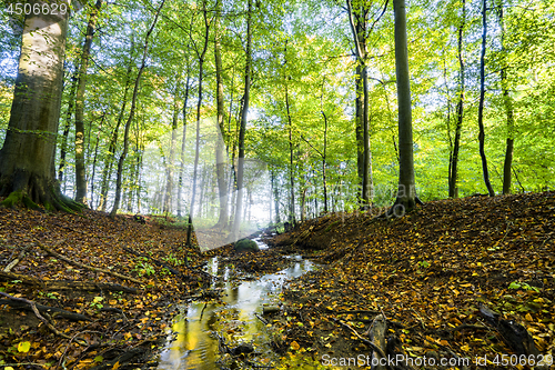 Image of Autumn meeting spring in a green forest