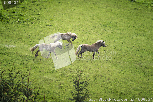 Image of Three horses with blonde mane running wild