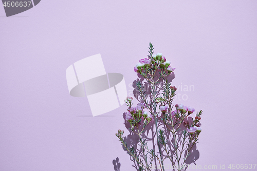 Image of Branch with many small pink flowers on a violet background