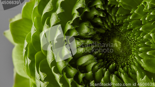 Image of close-up of a beautiful green flower on a gray background