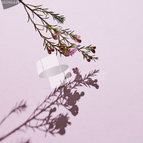 Image of Spring composition, a branch of pink flowers on a pink background
