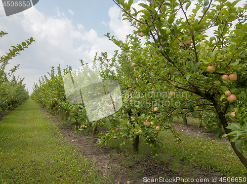 Image of Farm apple orchard with organic fruits on the sky background