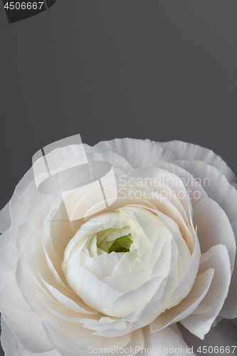 Image of white ranunculus flower on a gray background