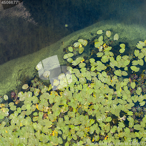 Image of Aerial view of pond with yellow waterlily flowers, green leaf, duckweed in a summer day. Photo from the drone.