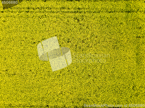 Image of Aerial view of yellow rapeseed field a spring day