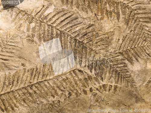 Image of Petrified prehistorical fronds of fern imprint on the stone