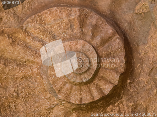 Image of Prehistoric ammonite fossilized imprint on stone