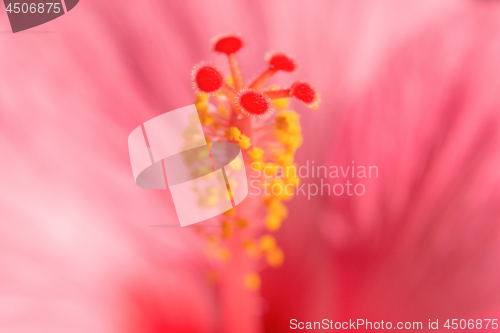 Image of Pink Hibiskus tropical exotic flower blurred background