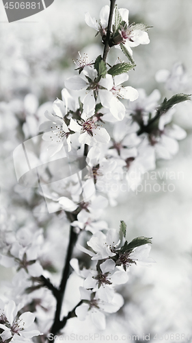 Image of White Flowers Of Fresh Springtime Cherry Blossoms