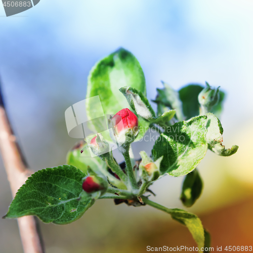 Image of Red Buds Of Springtime Apple Blossom Closeup