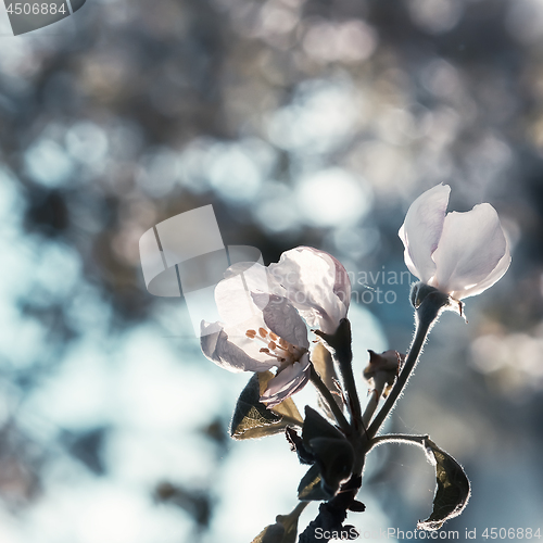 Image of Vintage Natural Background With Spring Blossoming Flowers