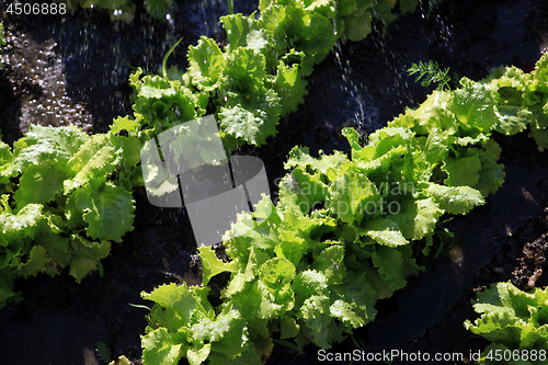 Image of organic food