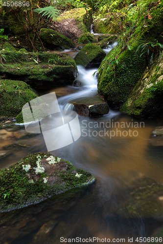 Image of Mountain creek meandering through mossy rocks and ferns