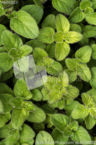 Image of Oregano leaves in spring