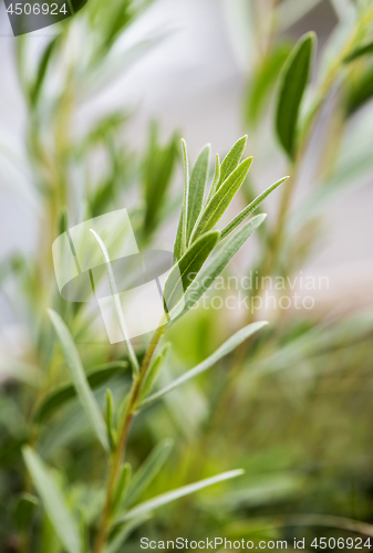 Image of Tarragon (estragon) twing