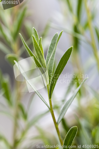 Image of Tarragon (estragon) twing