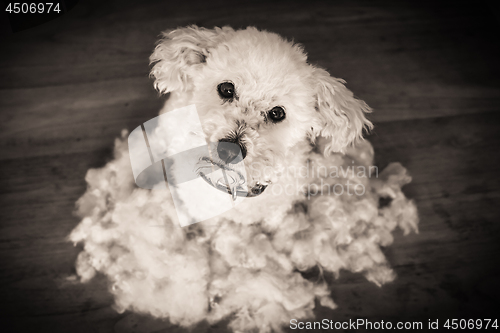 Image of After grooming dog, bichon frise