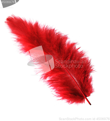 Image of Red feather