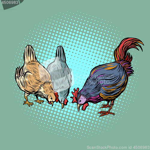 Image of chickens and rooster. farm bird