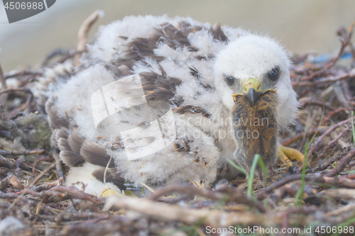 Image of rough-legged Buzzard (Buteo lagopus) in Arctic desert of Novaya Zemlya archipelago