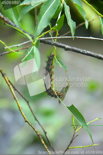 Image of Lymantria dispar caterpillars move in forest.