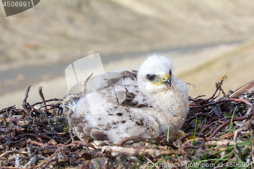 Image of rough-legged Buzzard chick in nest on cliff on tundra river