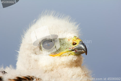 Image of Portrait of young predator. Rough-legged Buzzard at age of one and half - two weeks