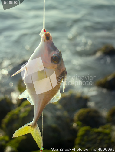 Image of Amateur fishing in India 6. This triggerfish caught on clam meat