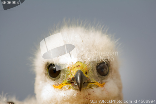 Image of Portrait of young predator. Rough-legged Buzzard at age of one and half - two weeks
