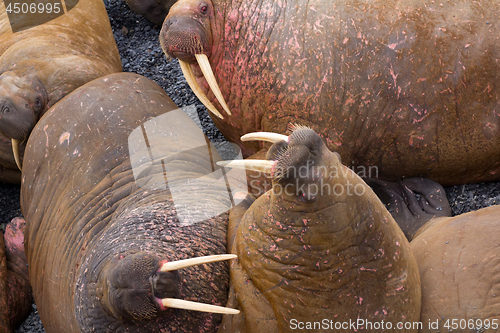 Image of Life Atlantic walruses at haul out sites is (at most) of sleep and small conflicts with neighbors