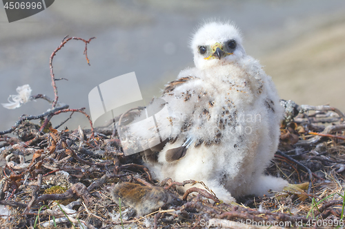 Image of white fluffy nestling birds of prey