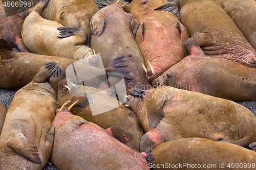 Image of Life Atlantic walruses at haul out sites is (at most) of sleep and small conflicts with neighbors