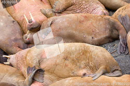 Image of Life Atlantic walruses at haul out sites is (at most) of sleep and small conflicts with neighbors