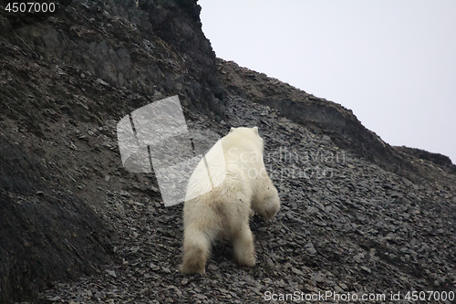 Image of White bear deftly scampers up side of mountain 1