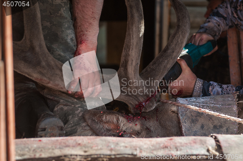 Image of Cutting antlers of Altaic stag maral