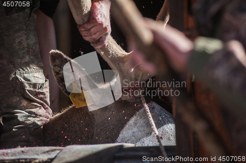 Image of Cutting antlers of Altaic stag maral