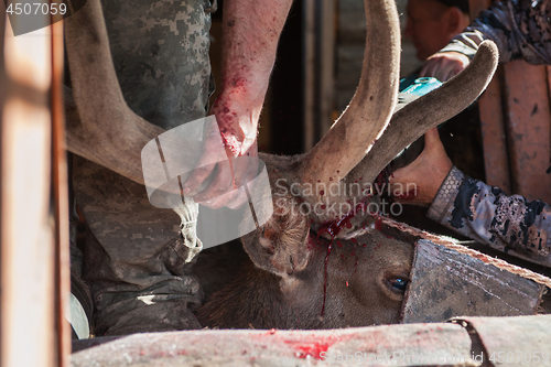 Image of Cutting antlers of Altaic stag maral