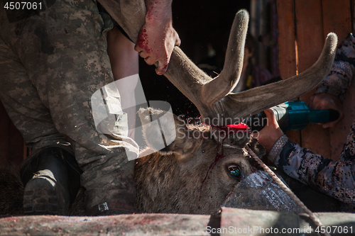 Image of Cutting antlers of Altaic stag maral