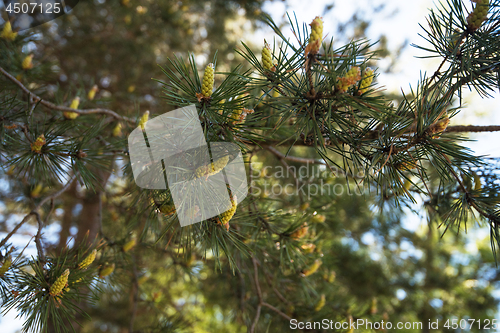 Image of mountain pine closeup with young cones