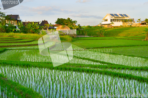 Image of Villa, bali , rice fields, Asia