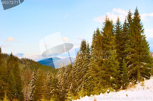 Image of Winter landscape. Carpatians mountains