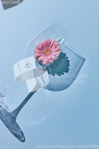 Image of Composition from a glass and gerbera on a blue background. A flower concept.