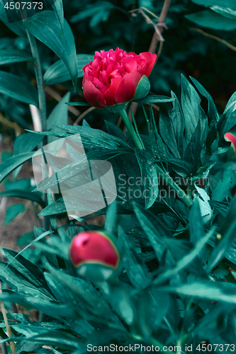 Image of Beautiful view of red peony flower in the garden