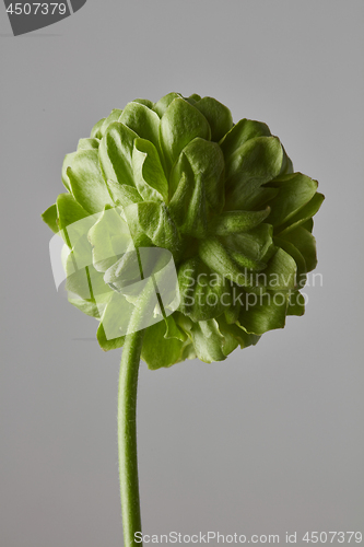 Image of green flower on a gray background