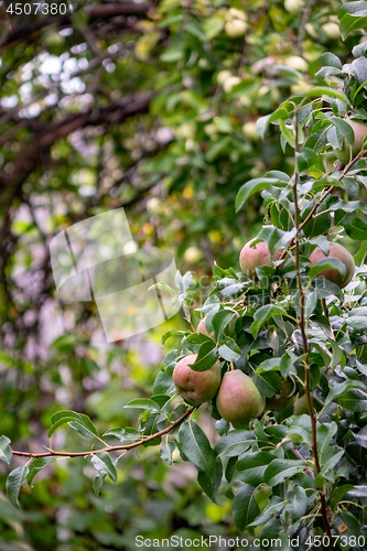 Image of A green tree with pears in a summer rural garden. Organic food